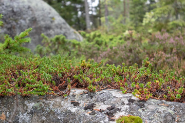 Wild northern deep finnish forest nature colorful moss and grass deep close-up macro beautiful background. 