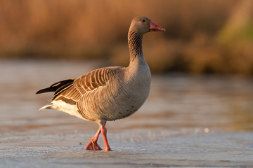 Gęgawa zwyczajna (Anser anser) © Krzysztof