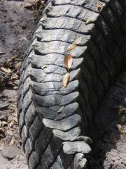 Fototapeta na wymiar Alligator tail closeup to see detail to show scutes
