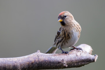 Lesser Redpoll Perched