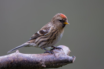 Lesser Redpoll Perched
