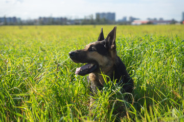 German shepherd of different colors on the green grass are sitting. A well-bred dog in the meadow walks and runs.