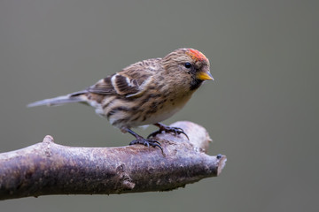 Lesser Redpoll Perched