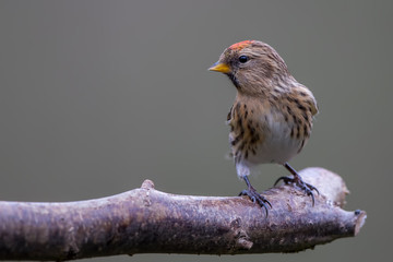 Lesser Redpoll Perched