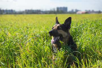 German shepherd of different colors on the green grass are sitting. A well-bred dog in the meadow walks and runs.