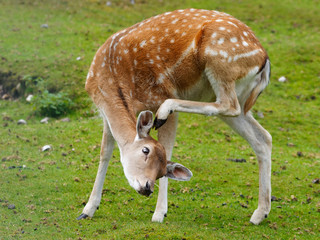 Jeune daine européenne dans une prairie (Dama dama)