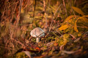 Pilz im Abendlicht