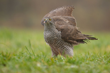 Jastrząb zwyczajny (Accipiter gentilis)