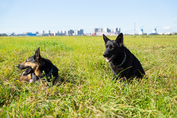 German shepherd of different colors on the green grass are sitting. A well-bred dog in the meadow walks and runs.