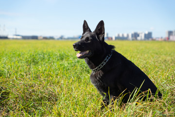 German shepherd of different colors on the green grass are sitting. A well-bred dog in the meadow walks and runs.