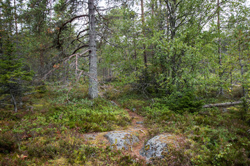Northern nature forest wilderness background view. Deep forest with big granite stones near sea...