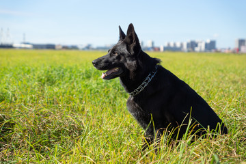 German shepherd of different colors on the green grass are sitting. A well-bred dog in the meadow walks and runs.