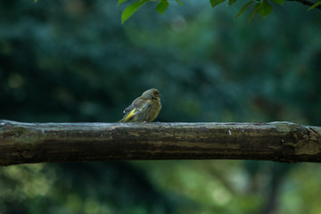 European greenfinch