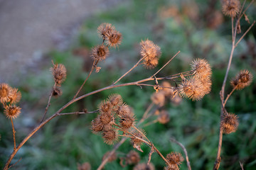 Klette an einem Wintermorgen