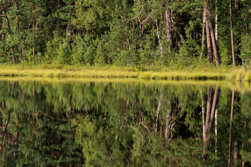 forest reflection in calm water of dystrophic lake
