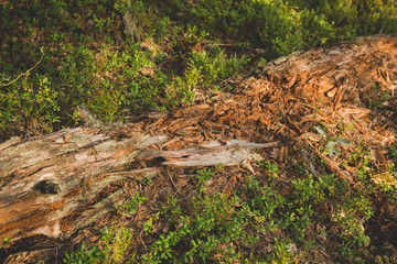 rotten tree on the ground