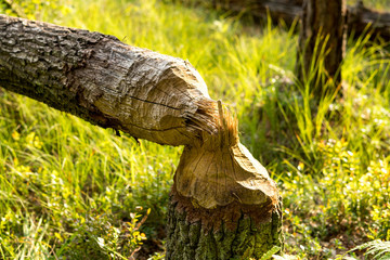 sign of beaver activity © michal812