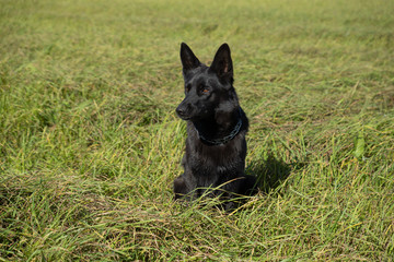 German shepherd of different colors on the green grass are sitting. A well-bred dog in the meadow walks and runs.
