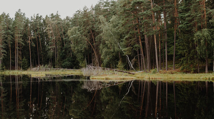 dystrophic lake in the middle of forest