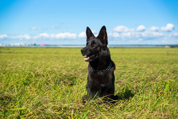 German shepherd of different colors on the green grass are sitting. A well-bred dog in the meadow walks and runs.