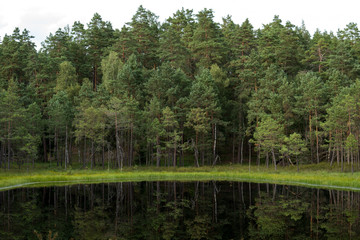 dystrophic lake in the middle of forest