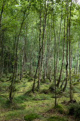 forest in wetlands
