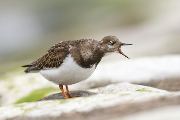 Kamusznik zwyczajny (Arenaria interpres)