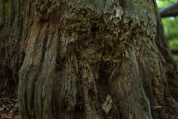 rotten tree on the ground