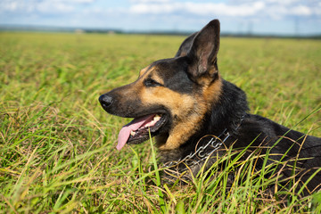 German shepherd of different colors on the green grass are sitting. A well-bred dog in the meadow walks and runs.