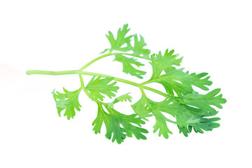 Coriander leaf isolated on white background with clipping path