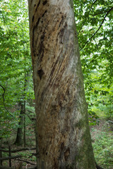 detail of very old pine