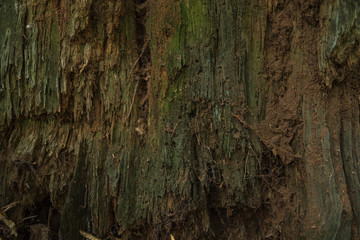 rotten tree on the ground