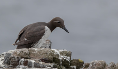 Guillemot Perched