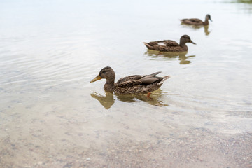 duck swimming on a shallow water
