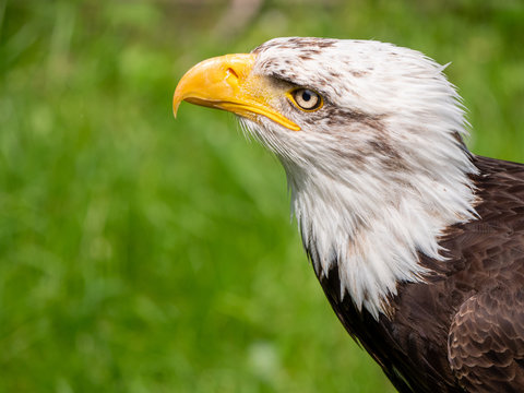 A portrait of a Bald eagle (Haliaeetus leucocephalus), a bird of prey