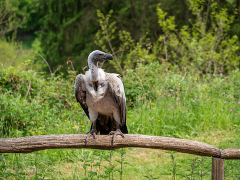 A portrait of a White-backed vulture (Gyps africanus), a bird of prey