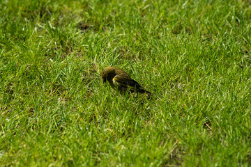 Naklejka na ściany i meble european greenfinch on a grass