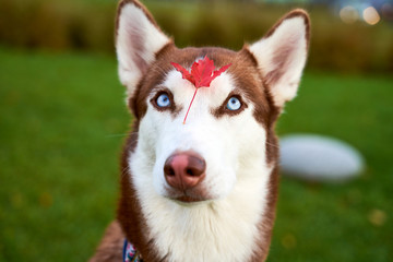 Funny dog squints eyes at each other, examines fallen orange leaf from tree on nose. Close-up portrait on background grass. Horizontal snapshot husky in white brown coloring, blue eyes, acute ears.