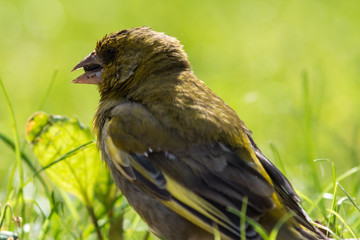 european greenfinch on a grass
