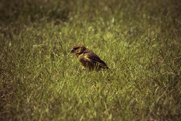 european greenfinch on a grass