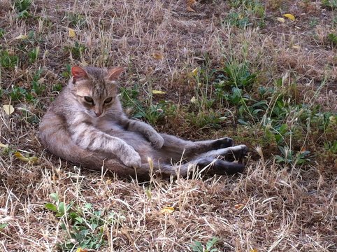 kangoro cat