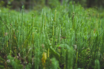  clubmosses growing inside of a forest