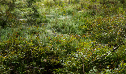  clubmosses growing inside of a forest