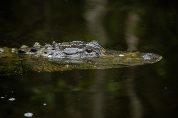 Alligator head. Everglades National Park. Florida. USA. 