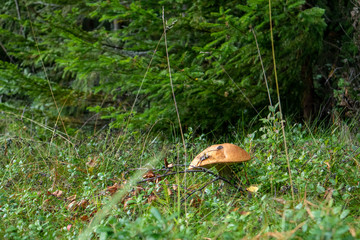 White big mushroom in wild fur green forest background. Organic food ingredient in wild nature