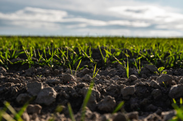 Young wheat seedlings growing on a field in autumn. Young green wheat growing in soil. Agricultural proces. Close up on sprouting rye agriculture on a field sunny day with blue sky. Sprouts of rye.