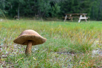 White big mushroom in wild fur green forest background. Organic food ingredient in wild nature