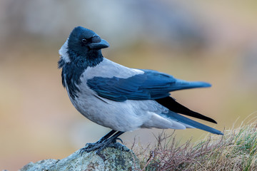 Hooded Crow Perched