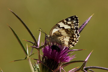 butterfly on flower