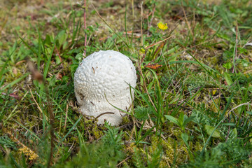 White mushroom on green grass close up. Wild nature forest background